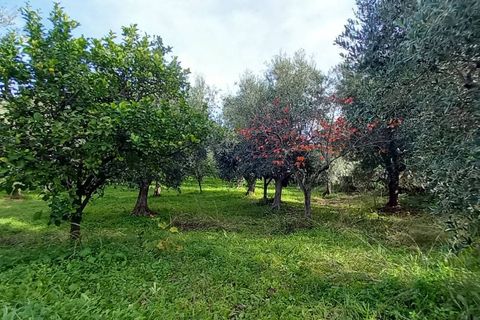 Helårsgrund i Ischitella, Foggia, Ischitella - € 19.000 | Ref: V000734 - foto 11
