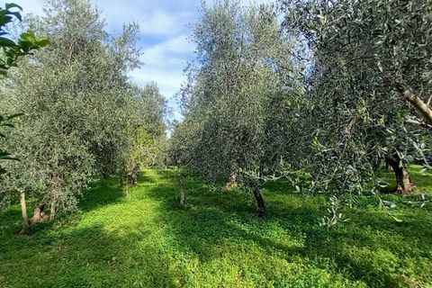 Helårsgrund i Ischitella, Foggia, Ischitella - € 19.000 | Ref: V000734 - foto 13