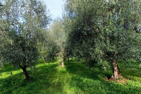 Helårsgrund i Ischitella, Foggia, Ischitella - € 19.000 | Ref: V000734 - foto 14