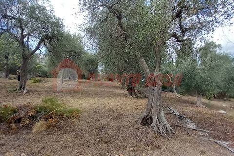 Terra a Ischitella, Foggia, Ischitella - € 11.000 | Ref: V000735 - foto 4