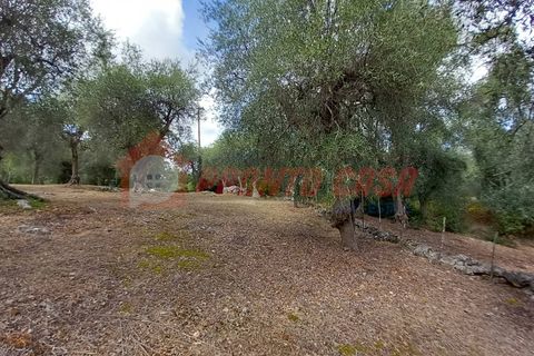 Terra a Ischitella, Foggia, Ischitella - € 11.000 | Ref: V000735 - foto 5