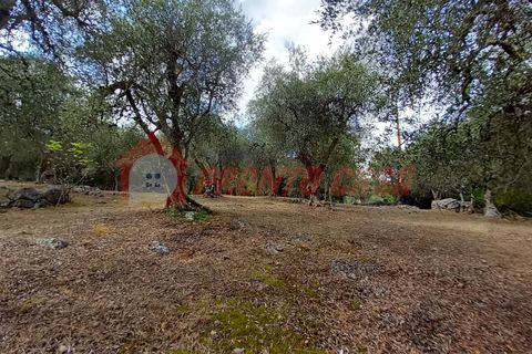 Terra a Ischitella, Foggia, Ischitella - € 11.000 | Ref: V000735 - foto 6