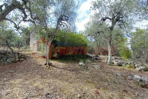 Terra a Ischitella, Foggia, Ischitella - € 11.000 | Ref: V000735 - foto 8
