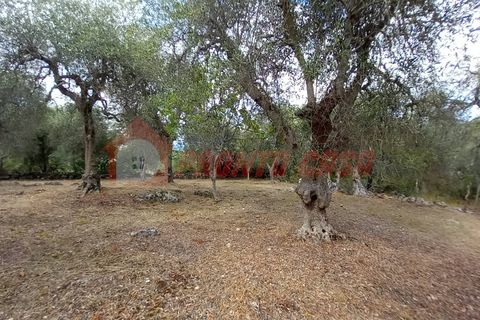 Terra a Ischitella, Foggia, Ischitella - € 11.000 | Ref: V000735 - foto 11