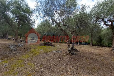 Terra a Ischitella, Foggia, Ischitella - € 11.000 | Ref: V000735 - foto 12