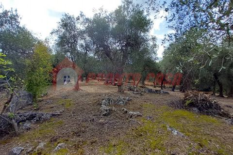 Terra a Ischitella, Foggia, Ischitella - € 11.000 | Ref: V000735 - foto 13