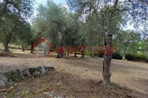 Terra a Ischitella, Foggia, Ischitella - € 11.000 | Ref: V000735 - foto 14