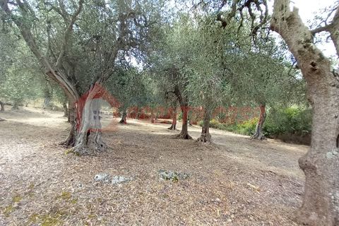 Terra a Ischitella, Foggia, Ischitella - € 11.000 | Ref: V000735 - foto 15