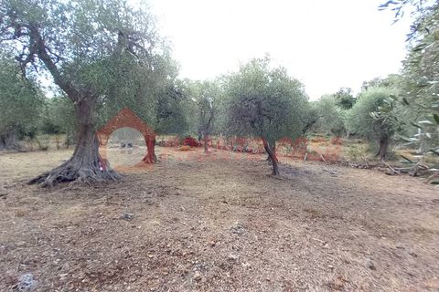 Terra a Ischitella, Foggia, Ischitella - € 11.000 | Ref: V000735 - foto 16