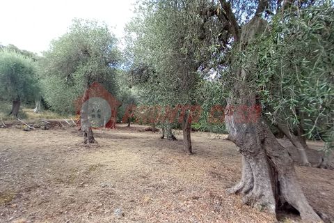 Terra a Ischitella, Foggia, Ischitella - € 11.000 | Ref: V000735 - foto 17