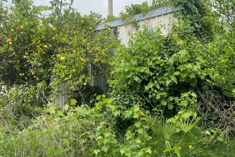 Terra a Albenga, Savona, Albenga - € 80.000 | Ref: 832 - foto 9