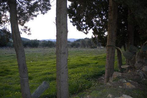 Terra a Nuxis, Sud Sardegna, Nuxis - € 90.000 | Ref: F74 - foto 7