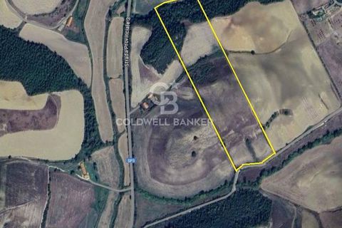 Terra a Tuscania, Viterbo, Tuscania - € 85.000 | Ref: CBI018-703-43717 - foto 2