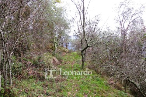 Helårsgrund i Camaiore, Lucca, Camaiore - € 30.000 | Ref: C258 - foto 19