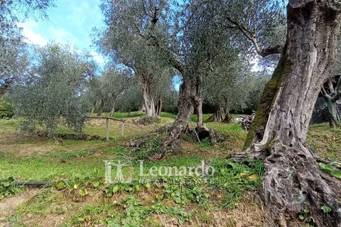 Villa a Massarosa, Lucca, Massarosa - € 845.000 | Ref: S398 - foto 4