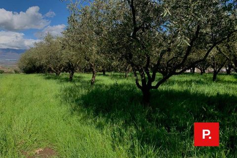 Terra a Alvignano, Caserta, Alvignano - € 60.000 | Ref: 8357 - foto 2