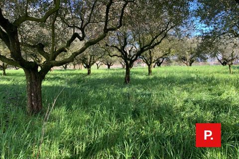 Terra a Alvignano, Caserta, Alvignano - € 60.000 | Ref: 8357 - foto 4