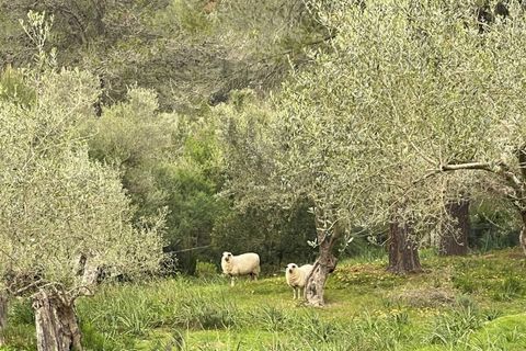 Villa i Galilea, Mallorca, Galilea - € 670.000 | Ref: SH-1562 - foto 40