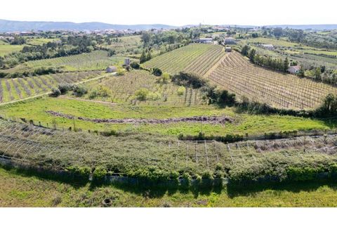 Helårsgrund i Alcobaca, Leiria, Alcobaca - € 20.000 | Ref: 032/2025.PS - foto 6