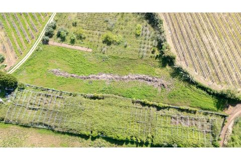 Helårsgrund i Alcobaca, Leiria, Alcobaca - € 20.000 | Ref: 032/2025.PS - foto 8