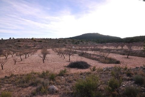 Terra a Raspay, Murcia, Raspay - € 29.900 | Ref: PG--46379 - foto 3