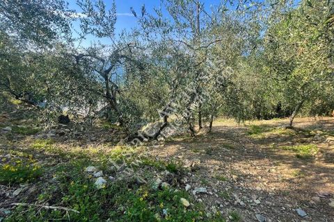 Terra a Cipressa, Imperia, Cipressa - € 230.000 | Ref: iv1228 - foto 3