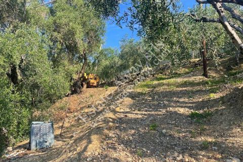 Terra a Cipressa, Imperia, Cipressa - € 230.000 | Ref: iv1228 - foto 4