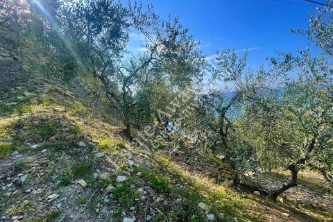 Terra a Cipressa, Imperia, Cipressa - € 230.000 | Ref: iv1228 - foto 5