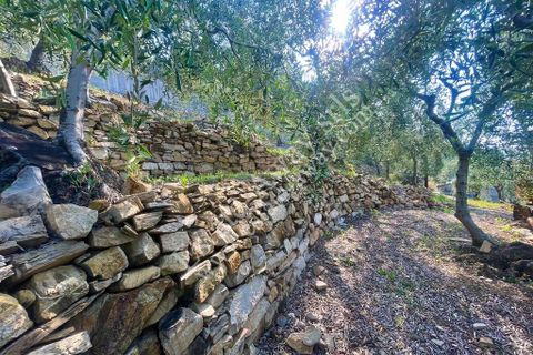 Terra a Cipressa, Imperia, Cipressa - € 230.000 | Ref: iv1228 - foto 6