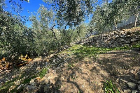 Terra a Cipressa, Imperia, Cipressa - € 230.000 | Ref: iv1228 - foto 8