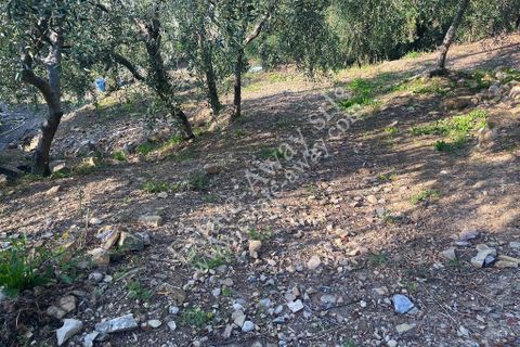Terra a Cipressa, Imperia, Cipressa - € 230.000 | Ref: iv1228 - foto 9
