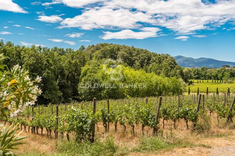Farm i Montecarlo, Lucca, Montecarlo - € 1.690.000 | Ref: CBI129-1788-129962 - foto 16