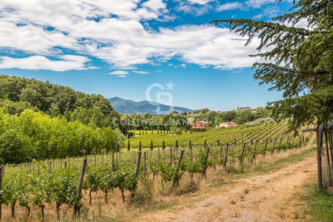 Farm i Montecarlo, Lucca, Montecarlo - € 1.690.000 | Ref: CBI129-1788-129962 - foto 17