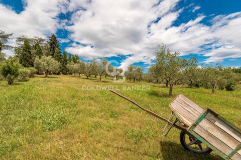 Farm i Montecarlo, Lucca, Montecarlo - € 1.690.000 | Ref: CBI129-1788-129962 - foto 18