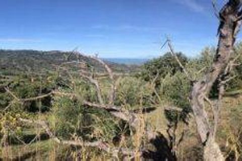 Terra a Ogliastro, Salerno, Ogliastro - € 70.000 | Ref: 49 - foto 2