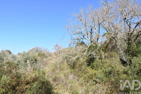 Terra a Ourem, Santarem, Ourem - € 8.900 | Ref: 135066 - foto 11