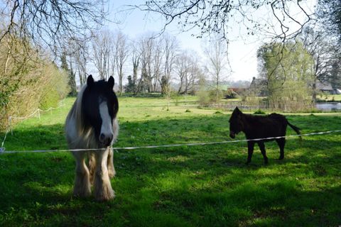 Villa a Langoelan, Morbihan, Langoelan - € 184.500 | Ref: 560022361 - foto 3