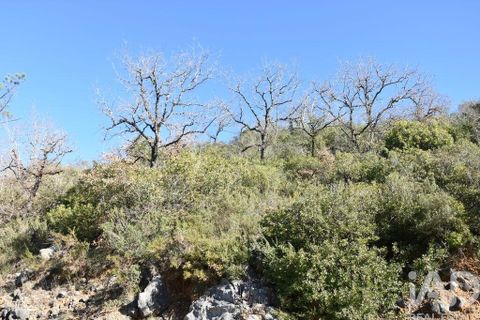 Terra a Ourem, Santarem, Ourem - € 8.400 | Ref: 135068 - foto 3