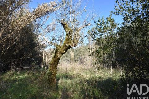 Terra a Ourem, Santarem, Ourem - € 8.400 | Ref: 135068 - foto 4