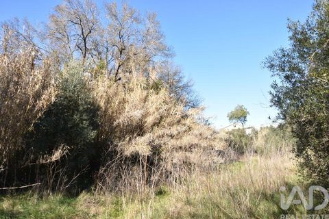Terra a Ourem, Santarem, Ourem - € 8.400 | Ref: 135068 - foto 5
