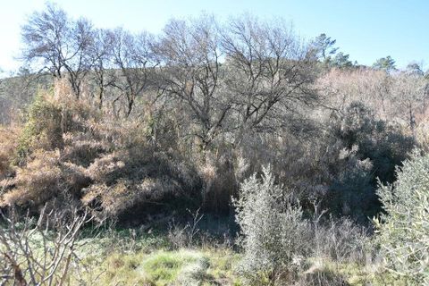 Terra a Ourem, Santarem, Ourem - € 8.400 | Ref: 135068 - foto 9