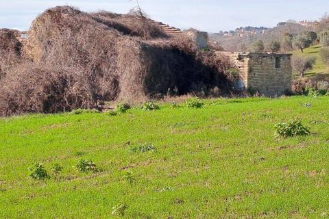 Terra a Massignano, Ascoli Piceno, Massignano - € 60.000 | Ref: 7822 - foto 2