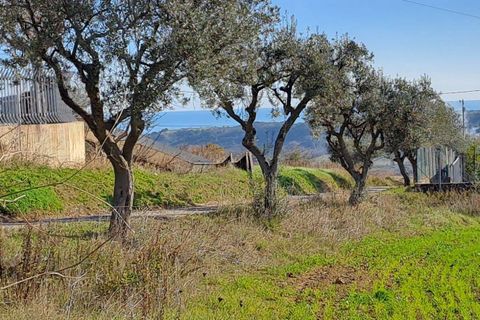 Terra a Massignano, Ascoli Piceno, Massignano - € 60.000 | Ref: 7822 - foto 3