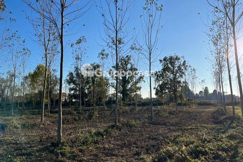 Terra a Magenta, Milan, Magenta - € 330.000 | Ref: Terreno Magenta (PV) - foto 13
