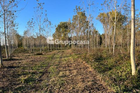 Terra a Magenta, Milan, Magenta - € 330.000 | Ref: Terreno Magenta (PV) - foto 15