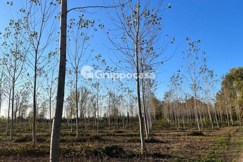 Terra a Magenta, Milan, Magenta - € 330.000 | Ref: Terreno Magenta (PV) - foto 17