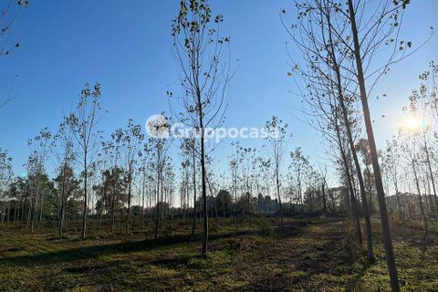 Terra a Magenta, Milan, Magenta - € 330.000 | Ref: Terreno Magenta (PV) - foto 20
