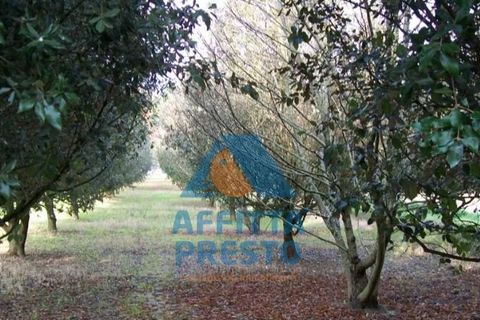 Helårsgrund i Empoli, Florence, Empoli - € 50.000 | Ref: TD0072 - foto 2