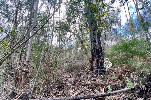 Helårsgrund i Tondela, Viseu, Tondela - € 40.000 | Ref: SF-SAFTI:006599 - foto 9