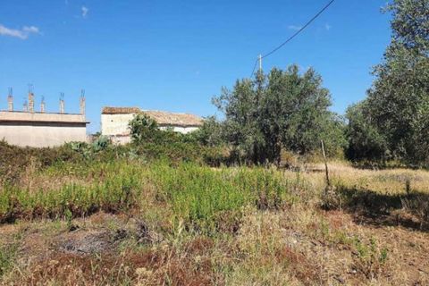 Terra a Partinico, Palermo, Partinico - € 63.173 | Ref: 20948 - foto 2